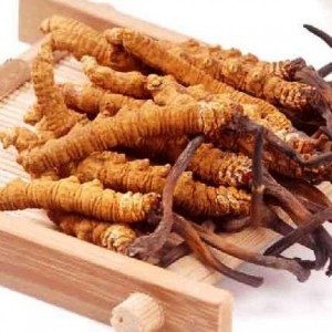 Đông trùng hạ thảo(1con)