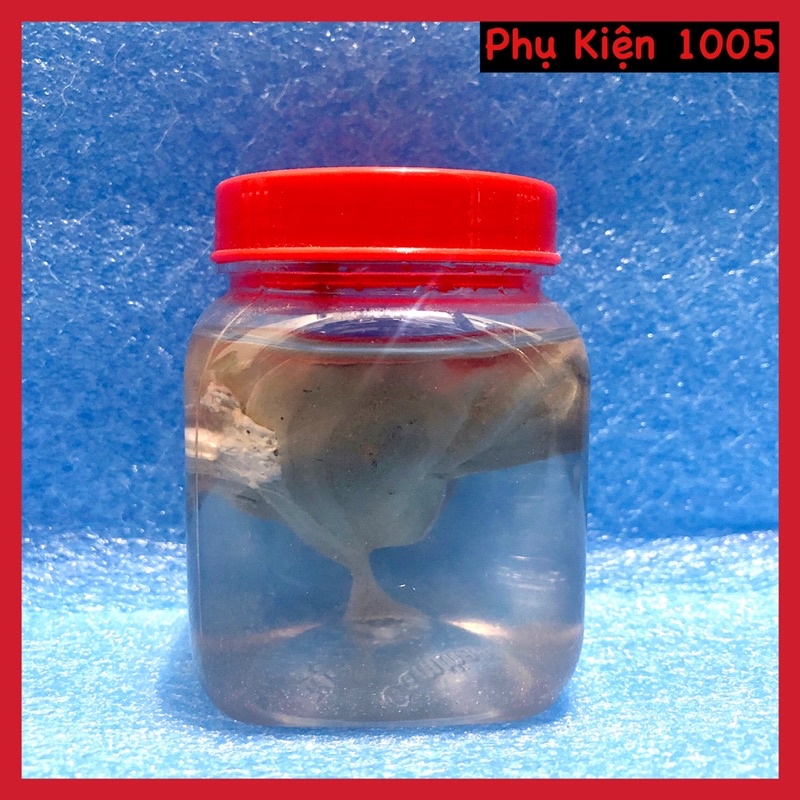 Keo Bẫy Chim