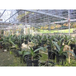 Phân dê bón cho lan, bón hoa hồng cho cây trồng đã xử lý- phân dê túi lưới dài 20cm