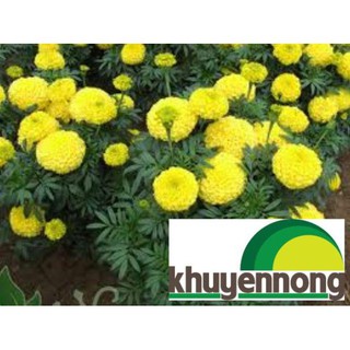 Hạt giống hoa cúc vàng 100 hạt