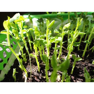 Hạt giống chuyên rau mầm Đậu Hà Lan 🌱