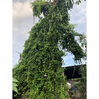 lá giang vườn 300g
