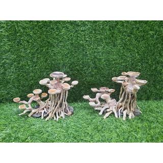 BONSAI rễ rừng tán gỗ