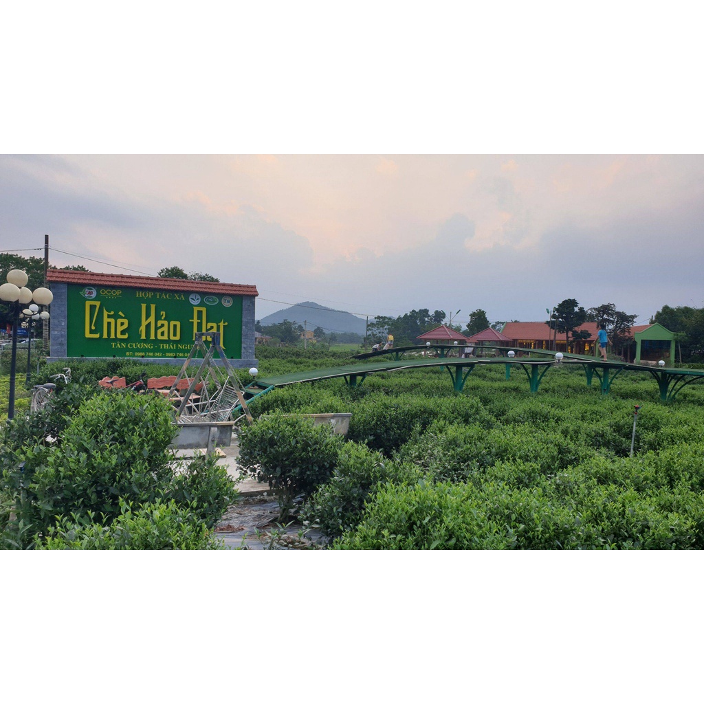 Chè Tôm Nõn Cao Cấp 1 - Hợp Tác Xã Chè Hảo Đạt - Chè Tân Cương Thái Nguyên