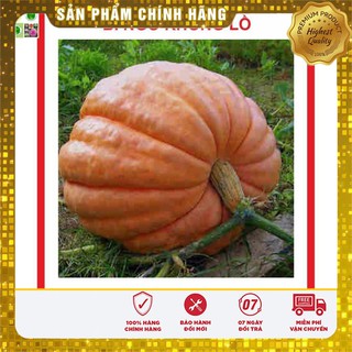 Hạt giống Bí Ngô Khổng Lồ 5 Hạt