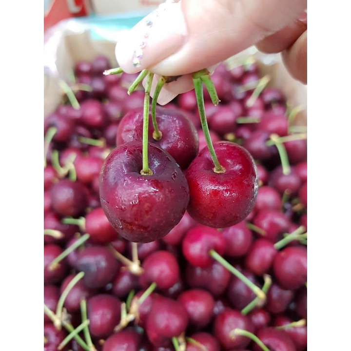 Trái Cherry mỹ nhập khẩu ngon dòn