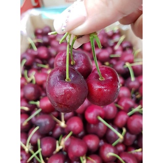Trái Cherry mỹ nhập khẩu ngon dòn