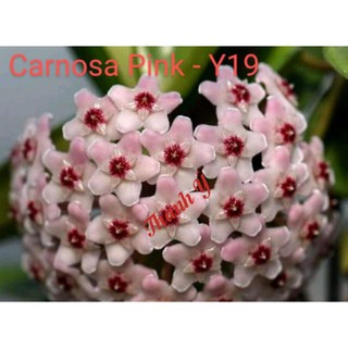 Cẩm cù các màu cây giống