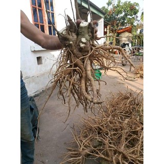 Rễ Đinh Lăng Khô ( Thái Lát 1kg)