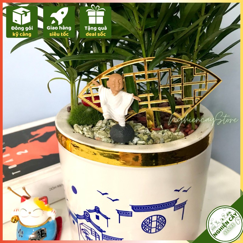Cây tùng la hán chậu tiểu cảnh trang trí bàn làm việc, quầy thu ngân, làm quà tặng ý nghĩa