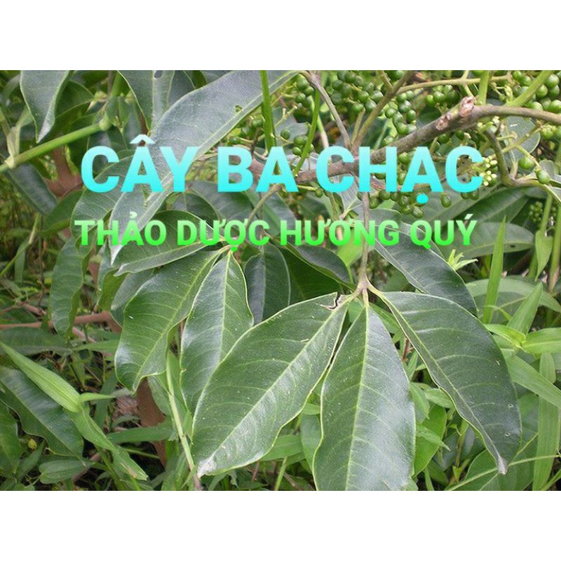 1 KG CÂY BA CHẠC KHÔ ( THÂN VÀ LÁ )
