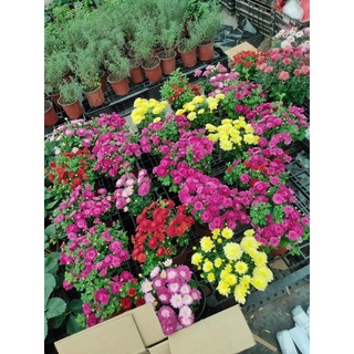 10 Cây cúc mâm xôi Hàn giống (ảnh 2,3,4)