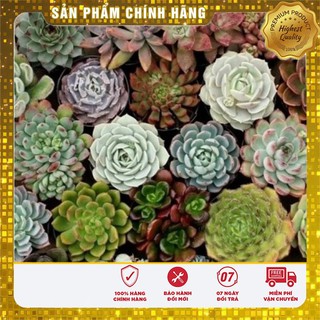 Combo Hạt giống hoa Sen Đá + hoa Xương Rồng(15-20 hạt/1 gói)