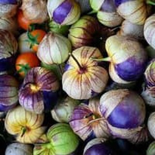 Hạt giống thù lù Tomatillo tím 20h