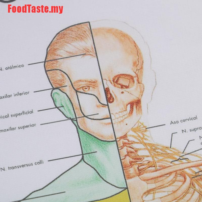 Áp Phích Lụa In Hình Cơ Bắp Người Dùng Để Giải Phẫu Cơ Bắp