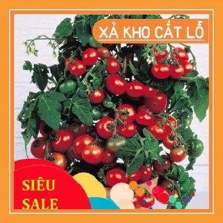 Hạt Giống Cà Chua Lùn Đỏ 30 Hạt