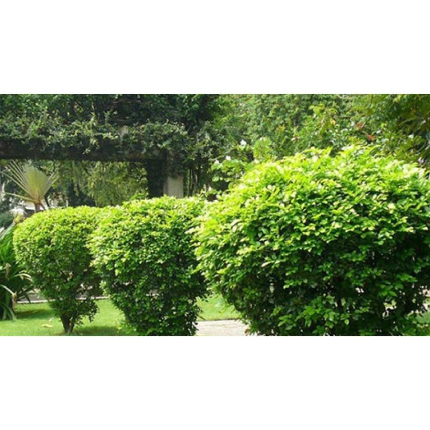 CÂY NGÂU HOA VÀNG TẠO HÌNH THÁP, CÂY CAO 70CM-1M