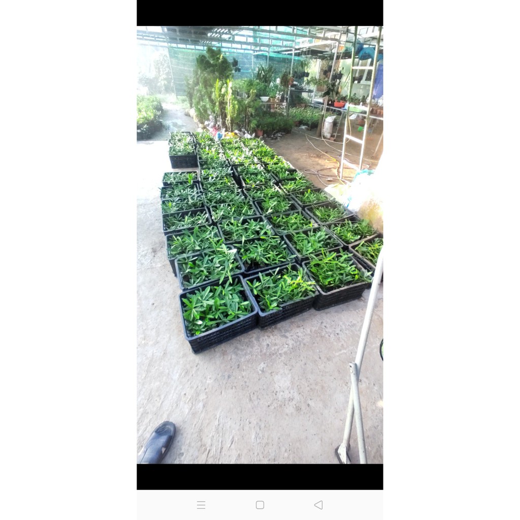 Cây giống Xáo Tam Phân khánh Hòa