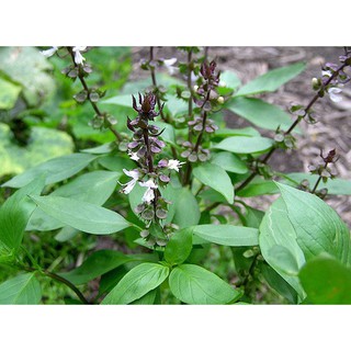 HẠT GIỐNG HÚNG QUẾ 2GR