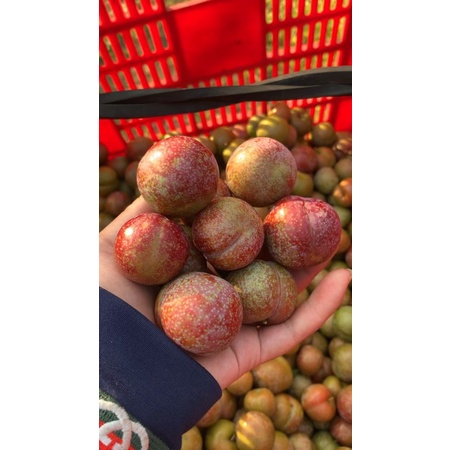 1kg mận hậu trái mùa mộc châu