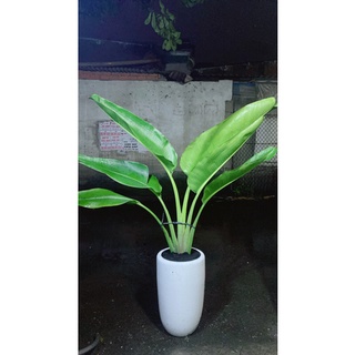 Chậu cây chuối rẻ quạt