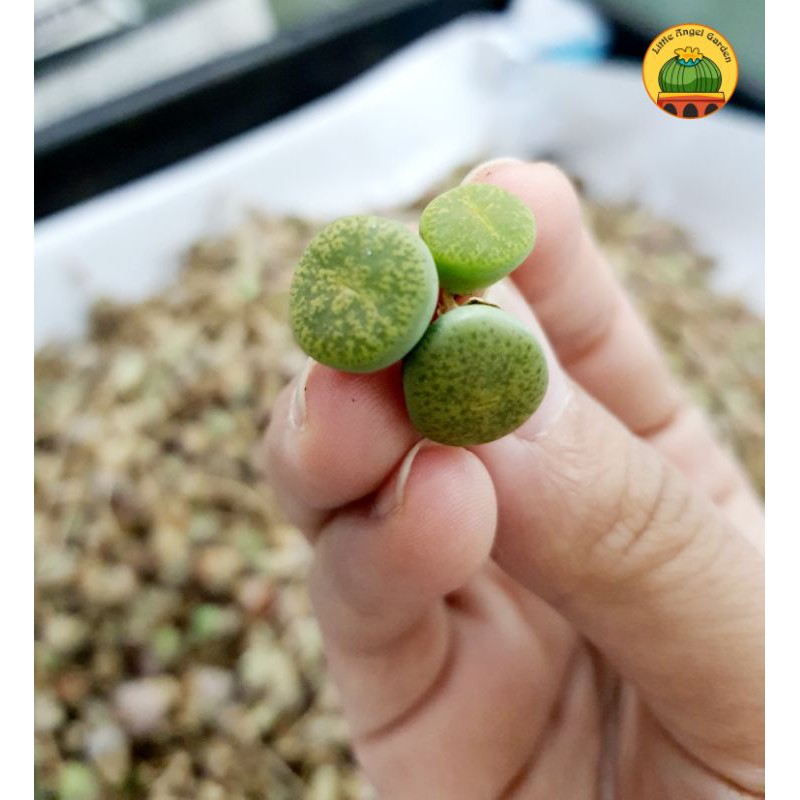 1 sen mông, lithops, thạch lan dòng Albinica màu xanh lá, size 1 - 1.5cm