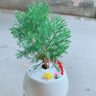 Chậu tùng bồng lai tiểu cảnh