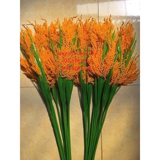 Cành bông lúa 5 bông -80 cm(1 bó 10 cành)