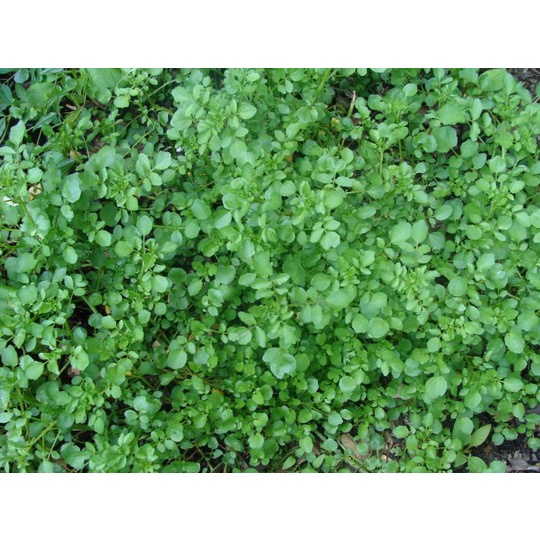 Hạt giống Xà Lách Xon, Xà Lách Xoong, Cải Xoong Mỹ 1g