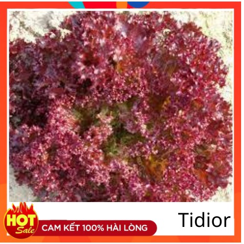 Tidior-HẠT GIỐNG XÀ LÁCH TÍM, 0,5GR - HXL02