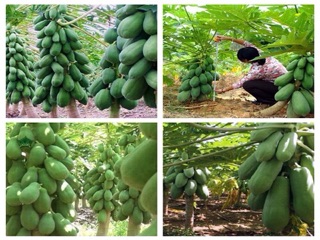 Hạt giống Đu đủ lùn ruột gấc