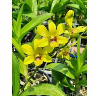 Cây hoa lan dendro Vàng Mai sắp hoa