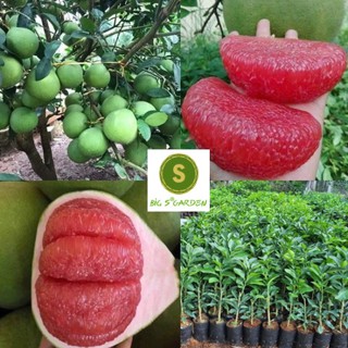 Cây bưởi ruby ruột đỏ thái lan