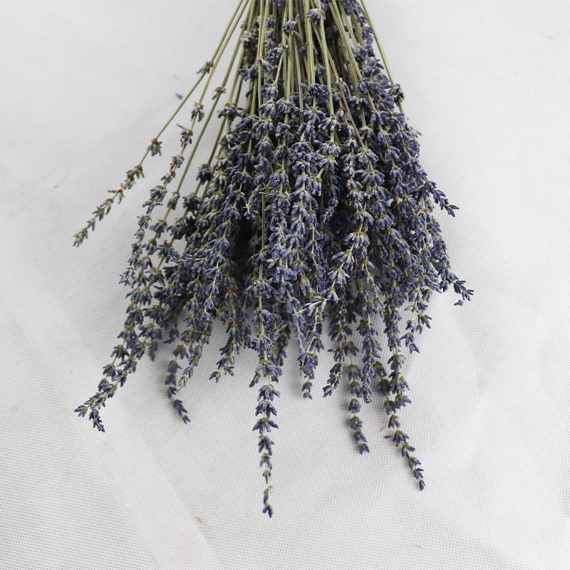 Hoa Lavender Khô RẤT THƠM và NHIỀU NỤ