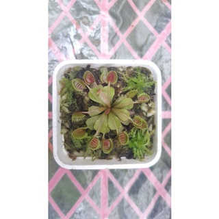 Cây bẫy kẹp cupped