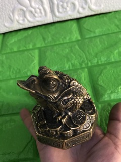 Cóc đồng phong thuỷ