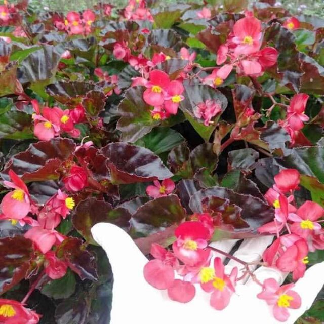 Sen can cây giống