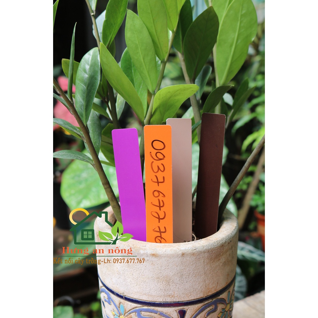 50/100 thẻ trụ cắm được dùng đánh dấu tên giống cây trồng size bản to 2.5x15cm