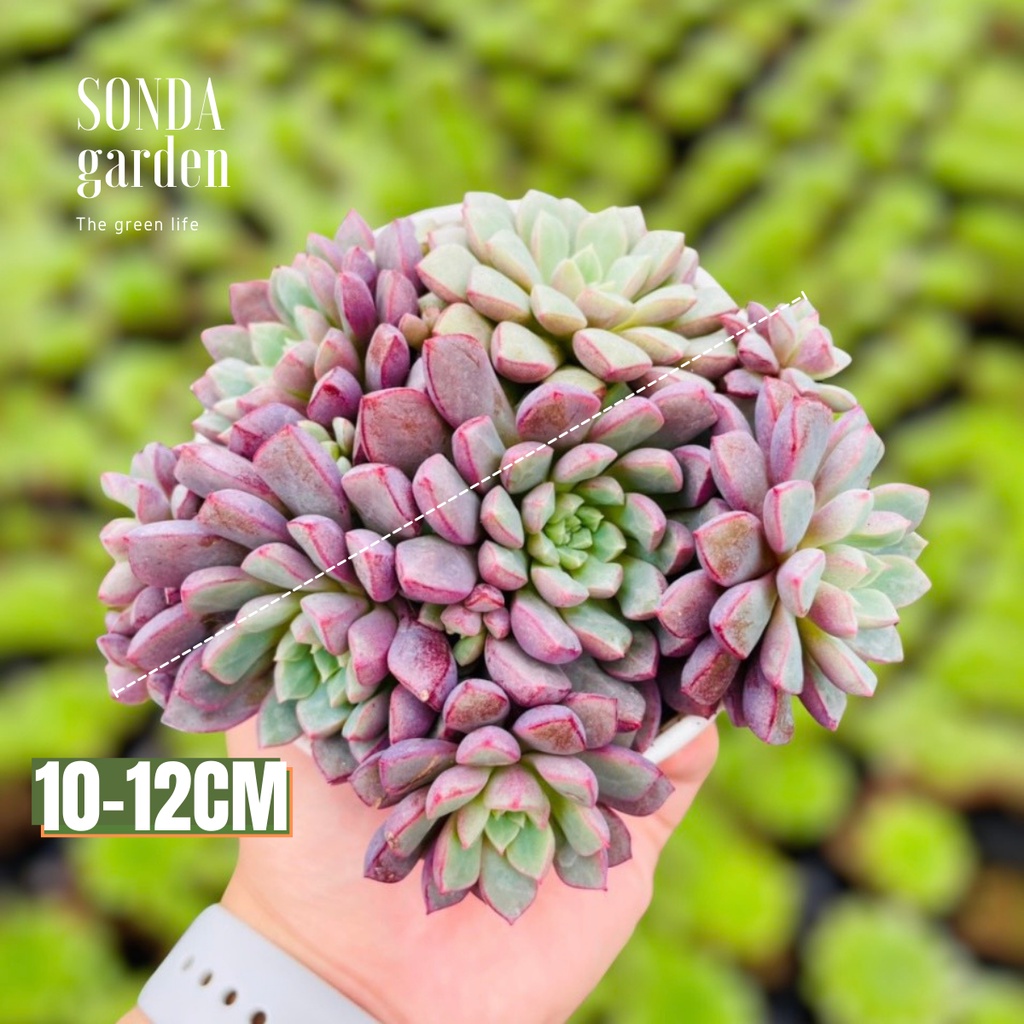 Sen đá kim cương tím SONDA GARDEN size trung bình 10-12cm, xuất xứ Đà Lạt, khoẻ đẹp, lỗi 1 đổi 1