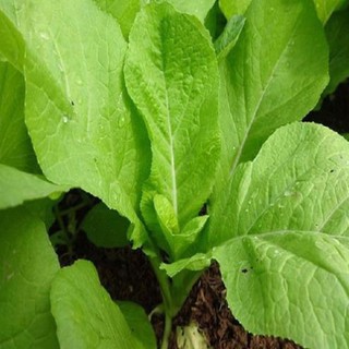 HẠT GIỐNG CẢI MƠ CAO SẢN .
