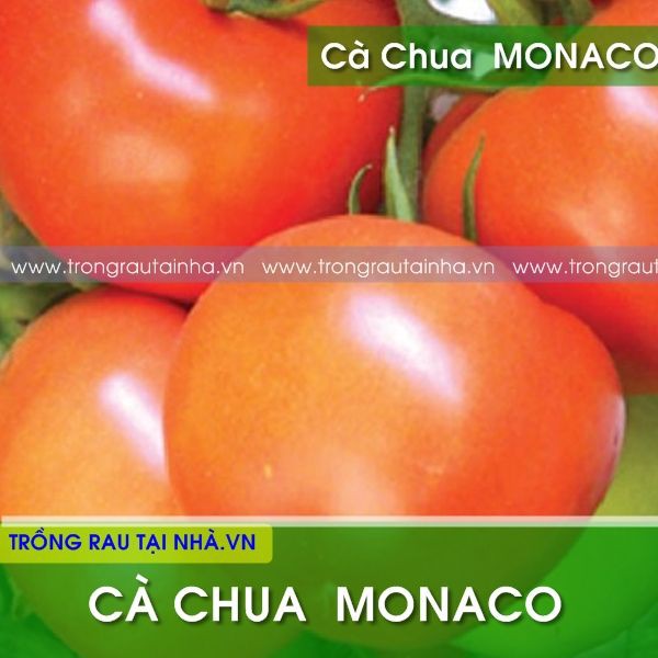 Hạt Giống Cà Chua Monaco Chịu Nhiệt - gói 0.5g