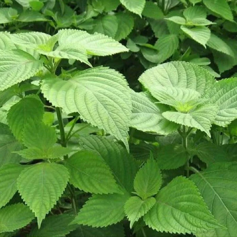 1 Gram-  Hạt Giống Rau Kinh Giới