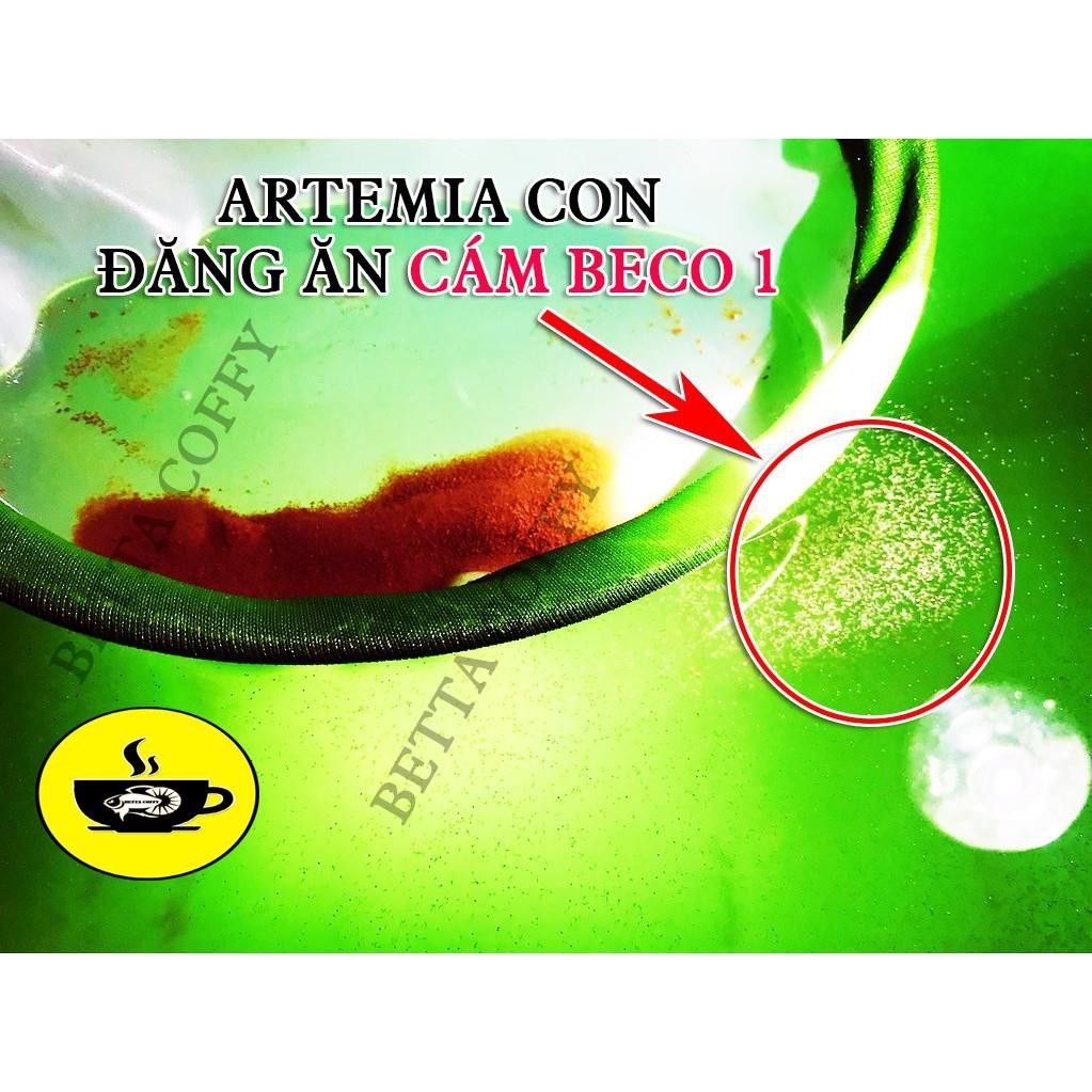 🦐 Artemia Mỹ Loại 1 - Thức ăn cho cá con mới nở | Artemia BECO