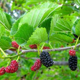 Cây dâu tằm Đà Lạt siêu trái