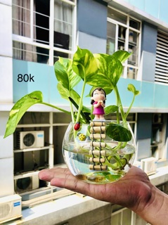Tiểu cảnh trầu bà thuỷ sinh
