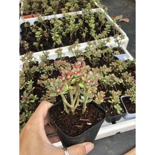 Sen đá Mặt Trời Mới🌹🌹