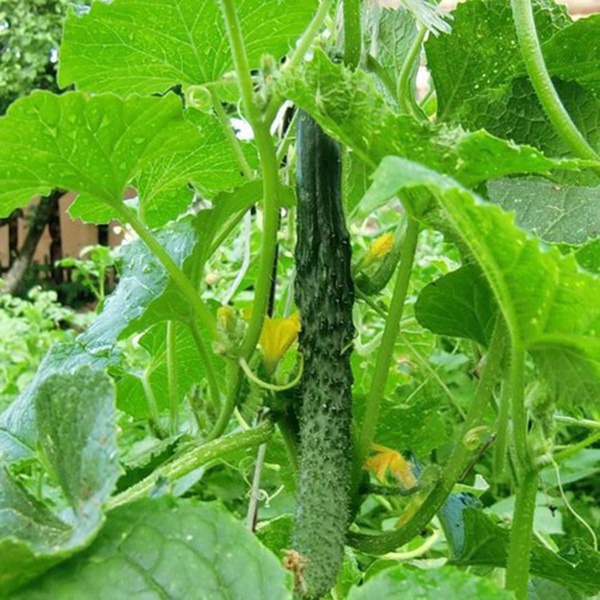 Hạt giống Dưa Leo Nhật TN