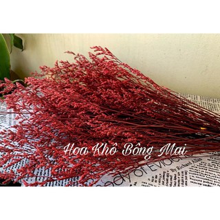 Hoa sao khô hoa sao đuôi công - dried statice màu đỏ sẫm decor trang trí
