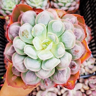 Bắp cải quan âm🍏 |FREESHIP| 🔥 XỨ NÓNG, ĐÃ THUẦN KHÍ HẬU, KHOẺ ĐẸP 🍏 LỖI 1 ĐỔI 1