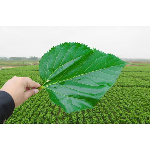 Hộp sản phẩm Lá táo tự nhiên 100% - nguồn gốc Việt Nam